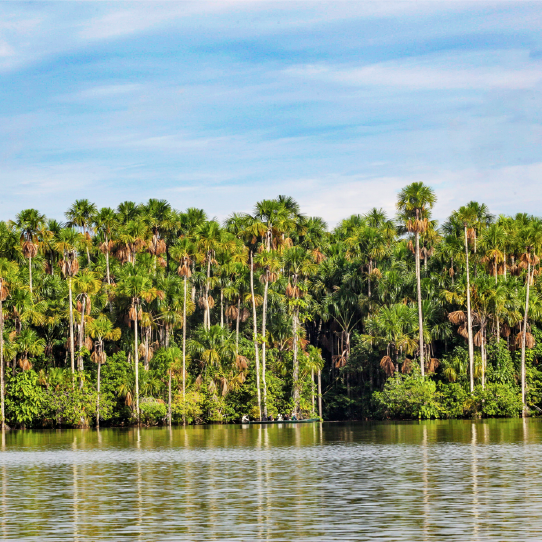 Tambopata rainforest tour 3 days